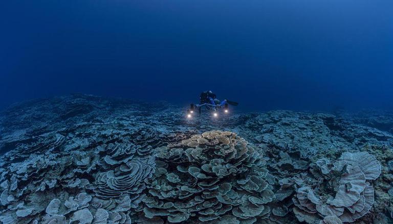 lamèche-agence-impact-durabilité-récif-corail-Tahiti