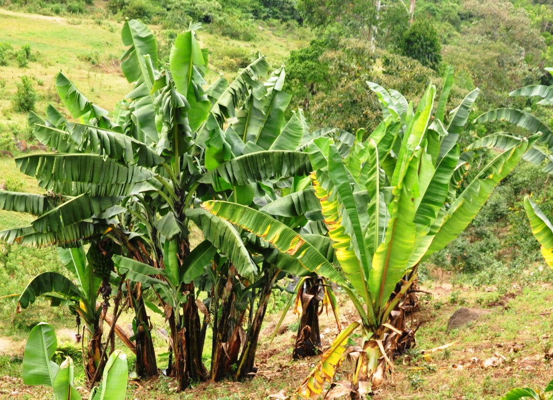 lamèche-agence-impact-alimentation-banane-ensète-durabilité