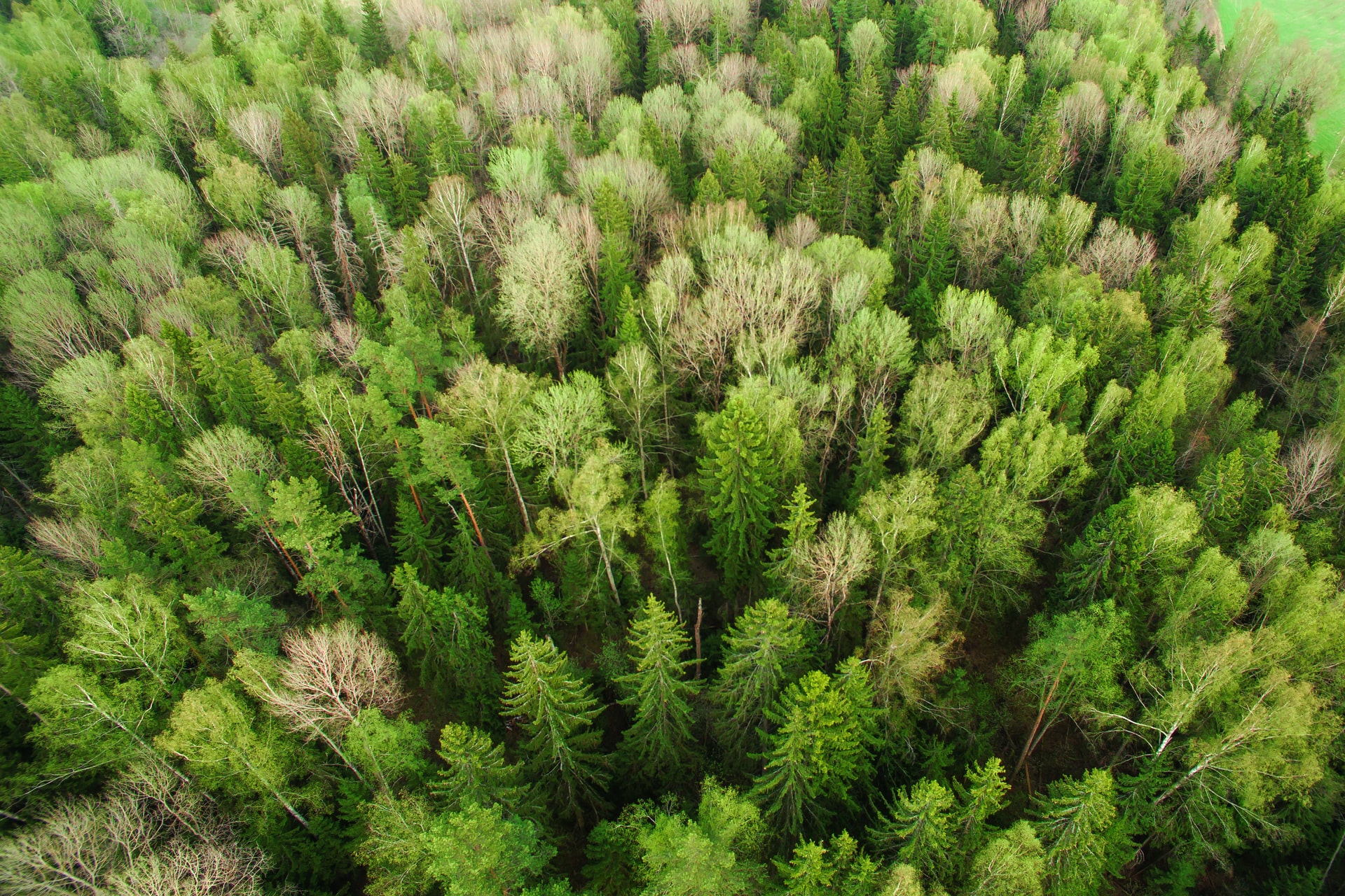 Forêt-Arbres-Espèces-Ecosystème-Protection-Nature-Environnement