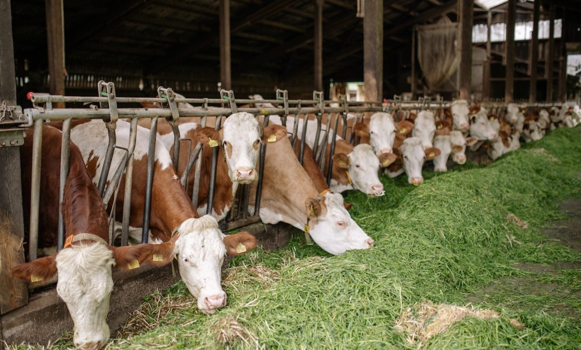 Food-Livestock-Forage-Methane